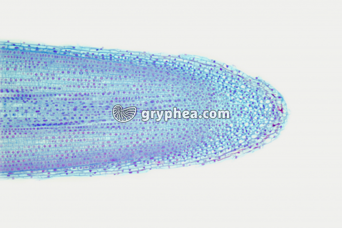 Racine d'Ail - apex, zone d'élongation avec cellules en mitose x40 - gryphea.com